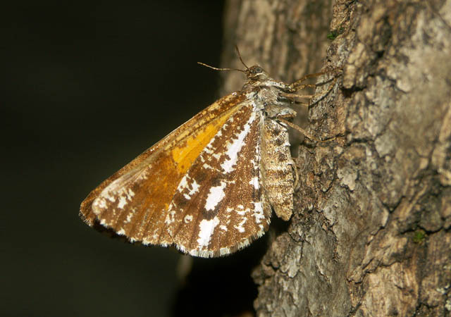 Bupalus piniaria - Copyright Hugues Mouret